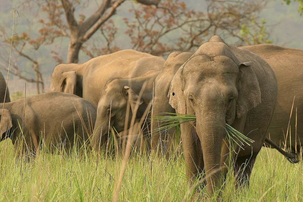 Discover India's Wild ''Magnificent 7''
