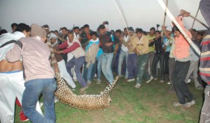Leopard attacked by Mob - Copyright Naresh Kadyan