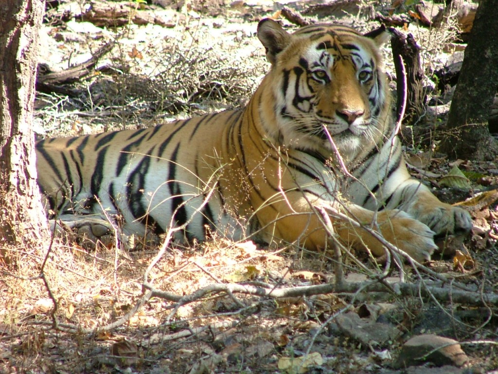 Bandhavgarh Male Tiger | © Wild Navigator