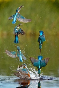 Kingfisher in action