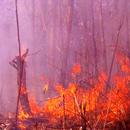 Berbak fires Berbak fires