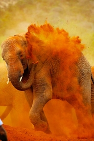 Elephant Dust Bath -