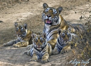 Machali with Cubs - Ranthambhore Tiger Reserve