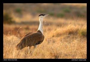 Great Indian Bustard