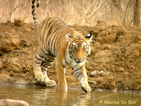 Tiger Abhishek Behl