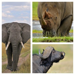 African Elephant, African Rhino & Cape Buffalo © Aditya 'Dicky' Singh Photography