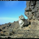 © Snow Leopard Trust / Panthera