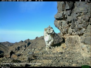 © Snow Leopard Trust / Panthera