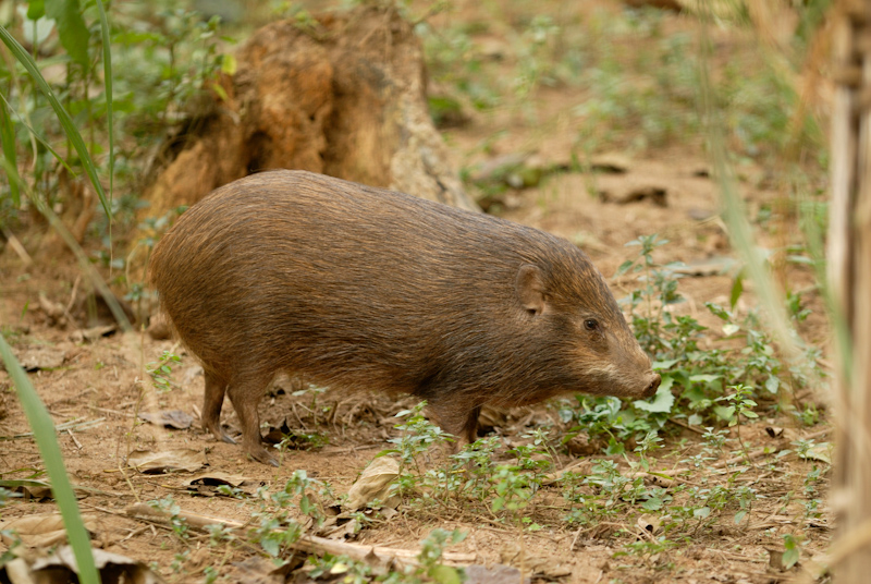 © Kalyan Varma / Pygmy Hog