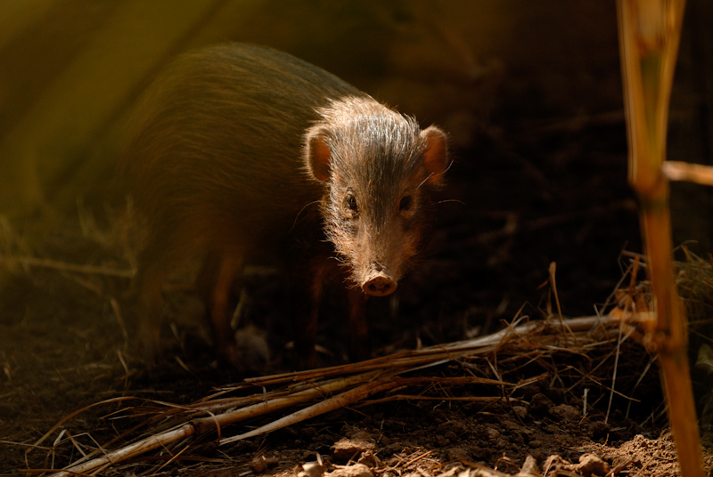 © Kalyan Varma / Pygmy Hog - Young