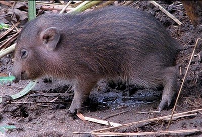 pygmy-hog