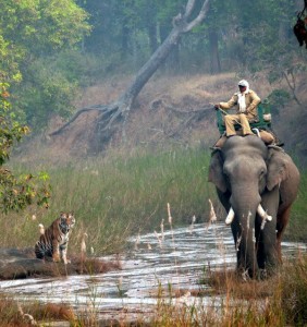 Tiger & the Mahout