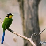 Long-tailed Broadbill ©Aditya Singh