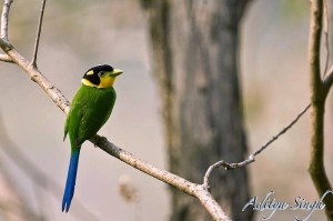 Long-tailed Broadbill ©Aditya Singh