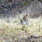 Ranthambhore NP © Balendu Singh