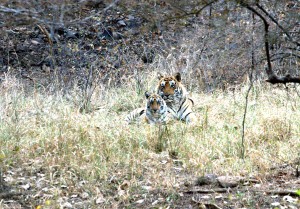 Ranthambhore NP © Balendu Singh