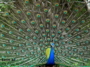 Ranthambhore Monsoon