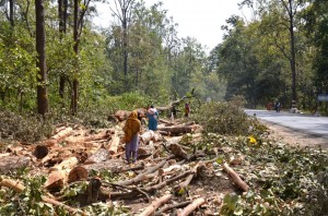 Wildlife Tourism Tangle