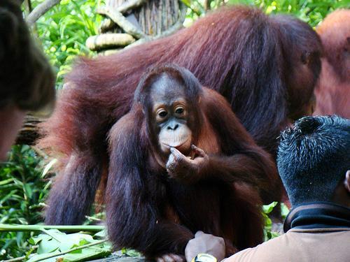 Singapore Zoo