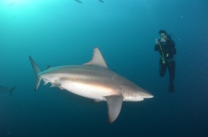 Diving with Sharks