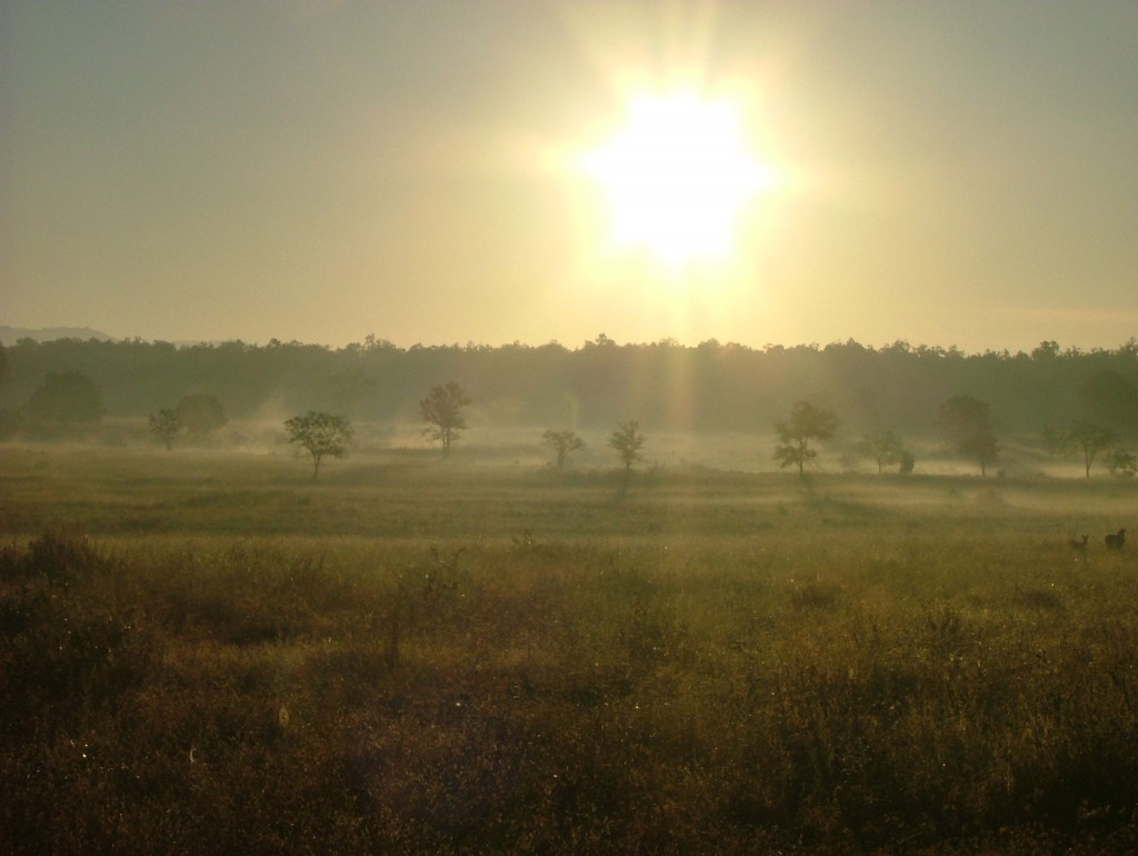Kanha Meadows | © Wild Navigator
