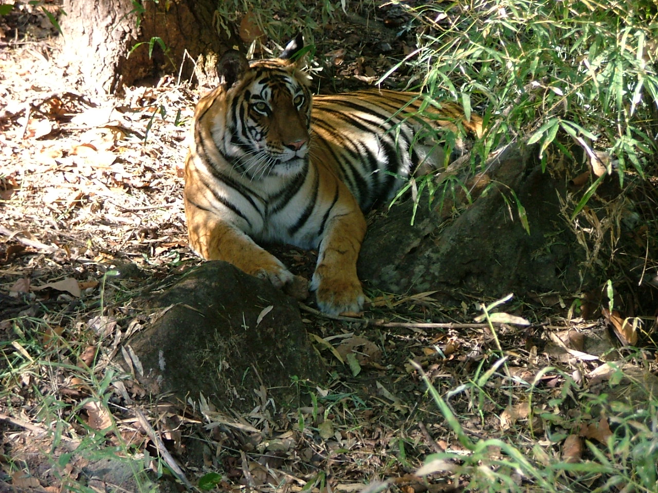 Land of the Tiger | © Wild Navigator 