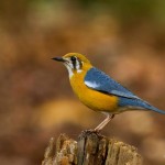 Orange Headed Thrush