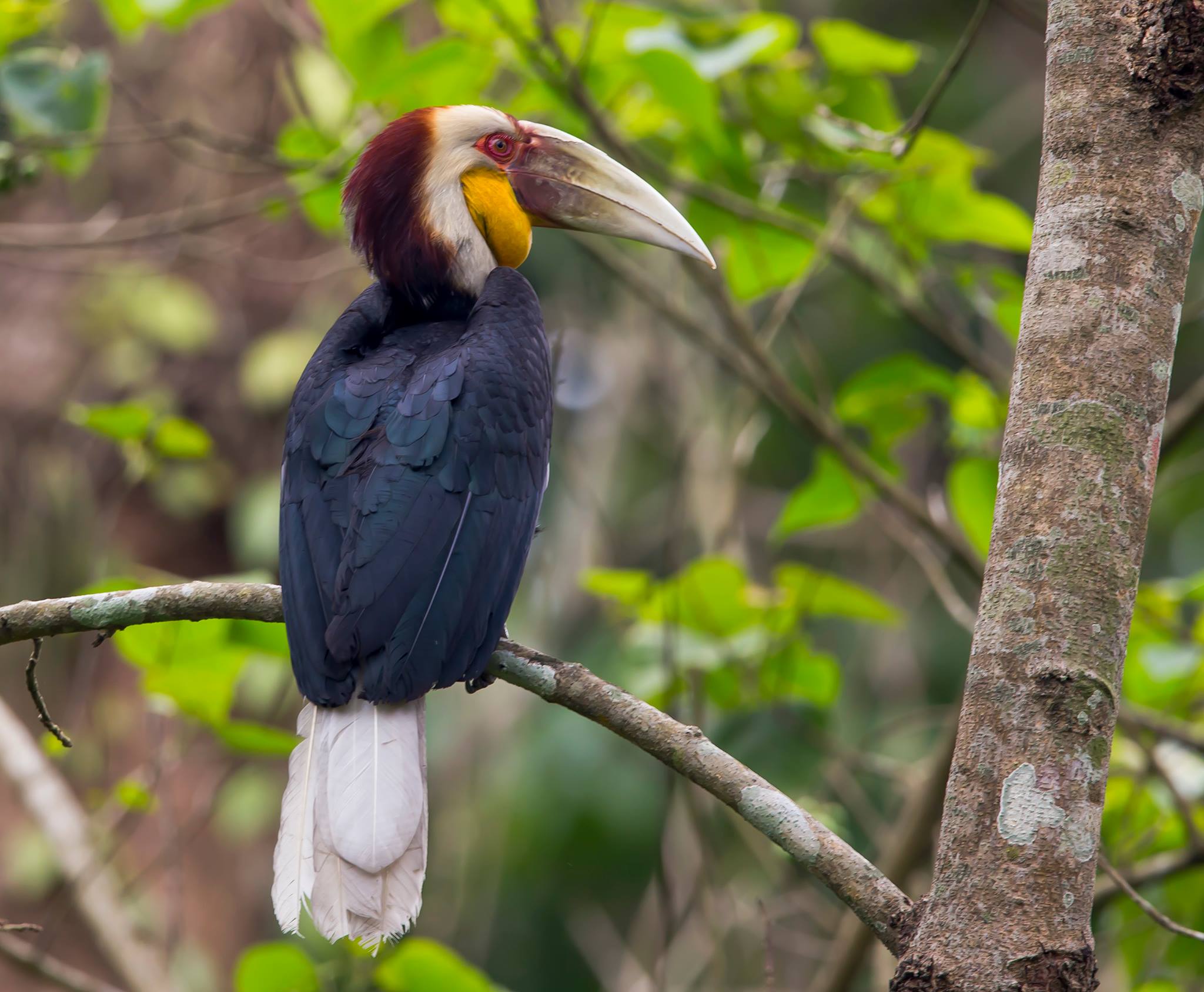 Juvenile wreathed Hornbill : Tajesh Shah