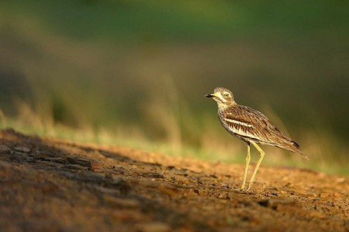 Birdwatching ....