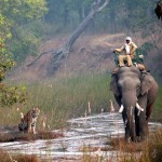 Mahout, the tiger & the elephant