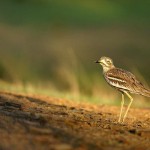 Eurasian Thicknee or Stone Curlew.